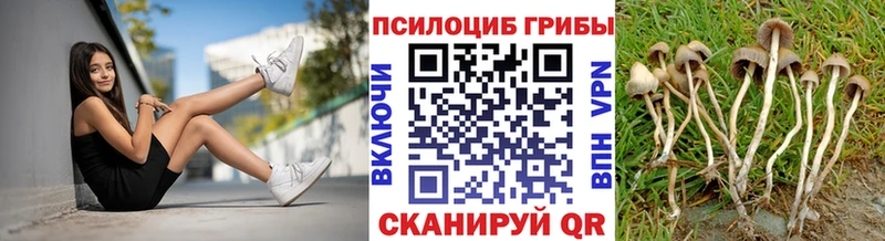 Псилоцибиновые грибы Psilocybe  где можно купить наркотик  кракен зеркало  Кондрово 